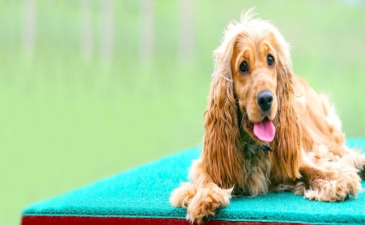 English Cocker Spaniel Dog Breed.