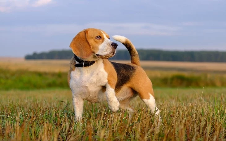 An English Foxhound standing in a field.