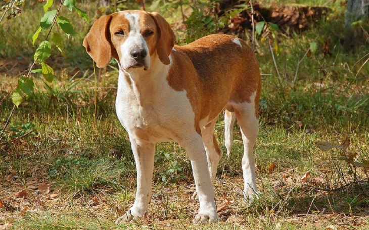 An English Foxhound posing.