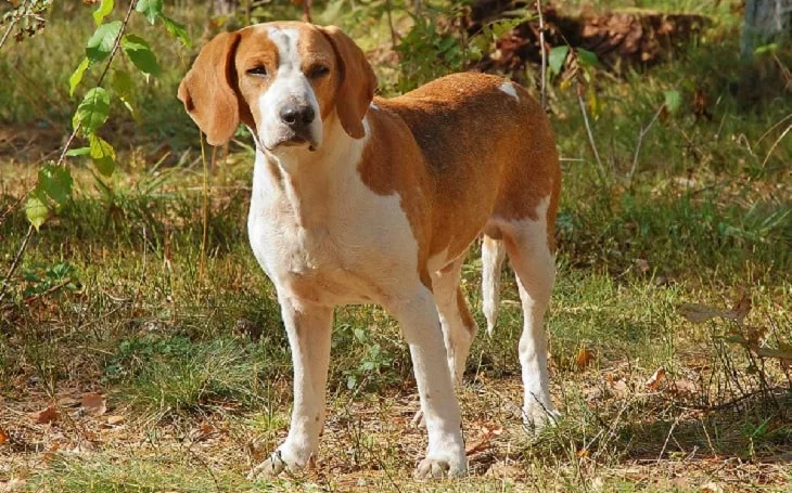 why do american foxhounds bark so much