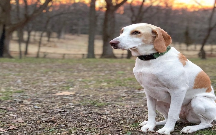 are english foxhounds friendly or dangerous to strangers