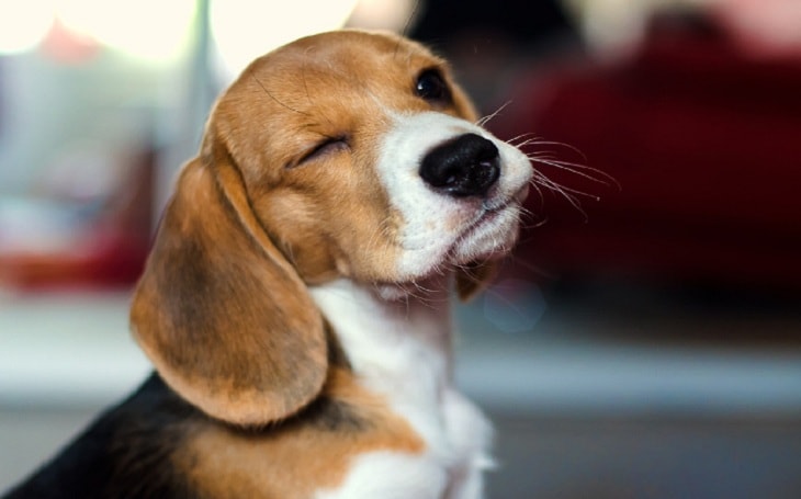 An English Foxhound puppy blinking one eye.