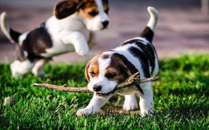 english foxhound puppies