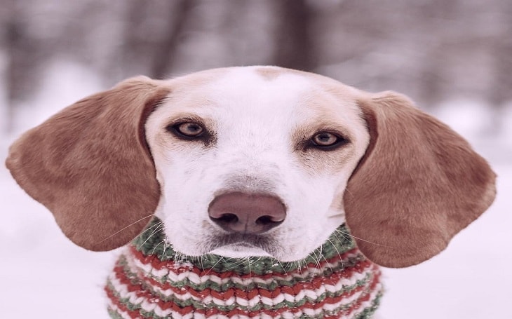 An English Foxhound