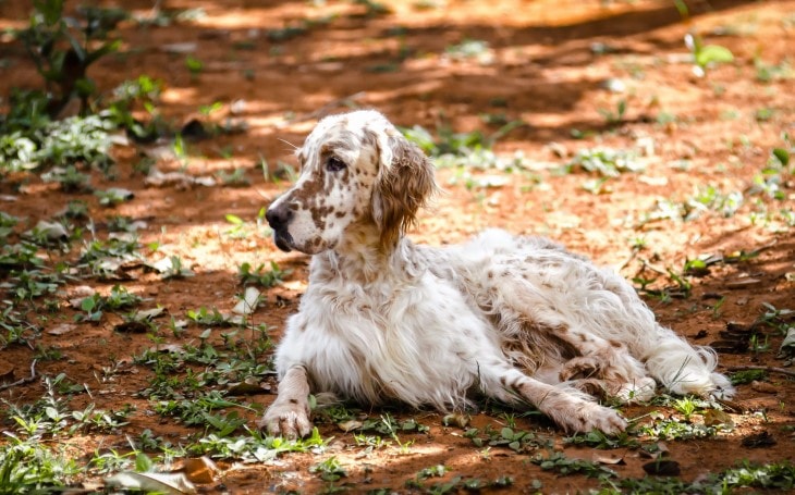 English Setter Is A Sporting Dog