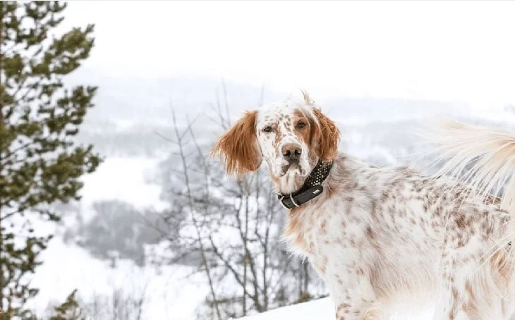 English Setter Temperament And Personality.