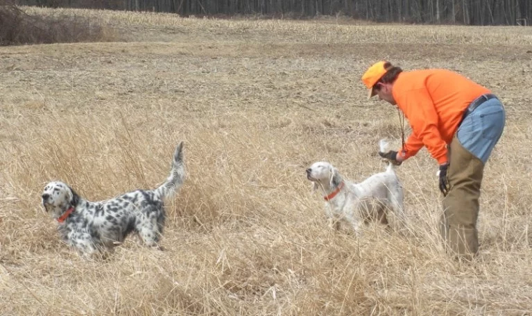 English Setter Need To Be Socialize From Early Age