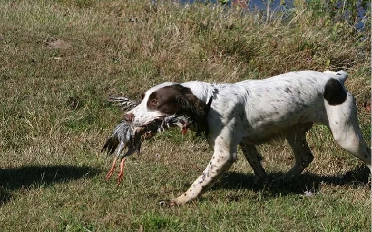 training of English Springer Spaniel dog