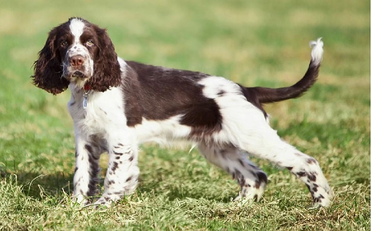 tri english springer spaniel