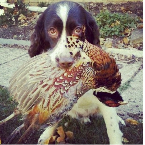 facts of english springers spaniel