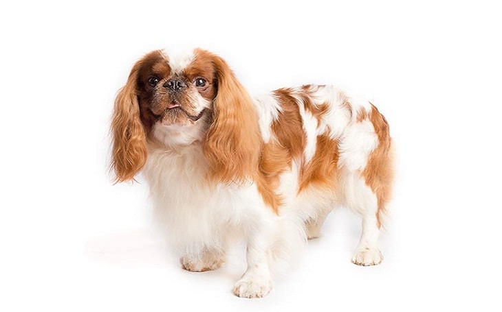 English Toy Spaniel Training