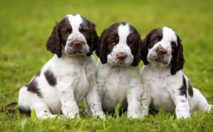 development stages of puppies of English springer Spaniel dogs
