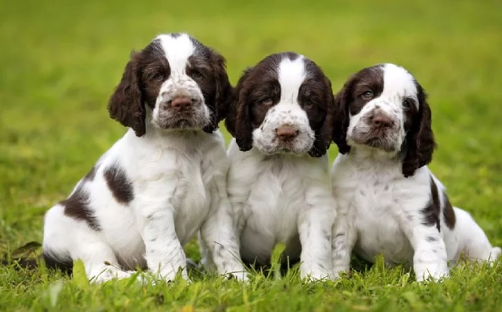 English Springer Spaniel Puppies Behavior And Characteristics In English Springer Spaniel Puppies Behavior And Characteristics In