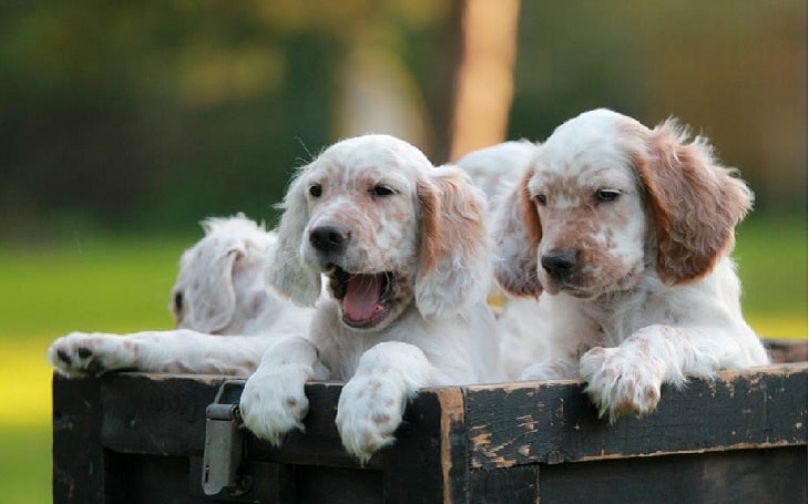 development stages of English Setter puppies