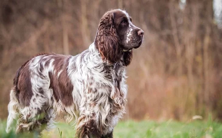 facts of 1 year old English Springer spaniel