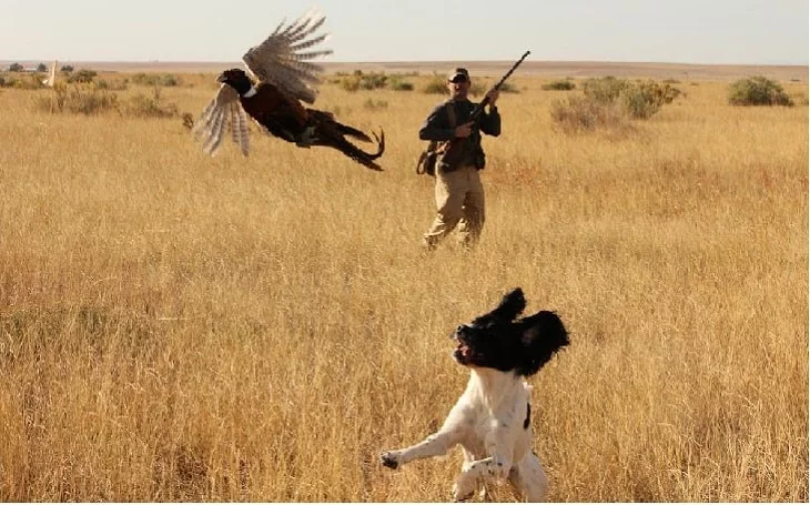 Trining process of English Springer Spaniel dog