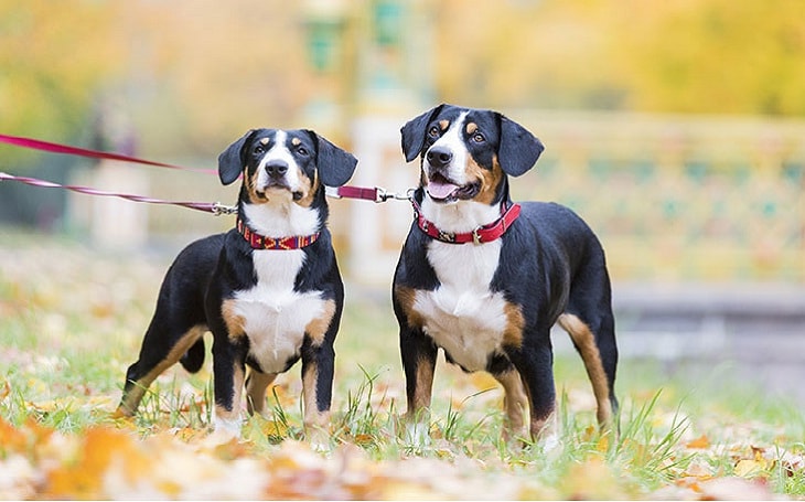 Entlebucher Mountain Dog History and Origin