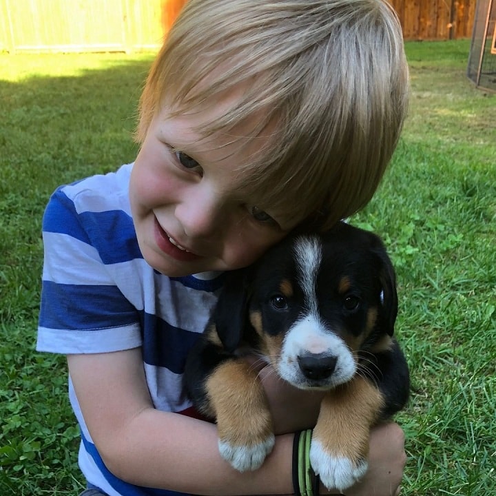 Entlebucher Mountain Dog Puppy