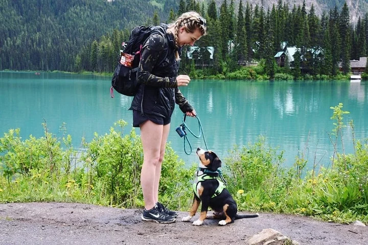 Entlebucher Mountain Dog Training Process