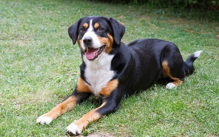 Entlebucher Mountain Temperament and Personality