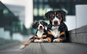 An Entlebucher Mountain puppy with his mother.