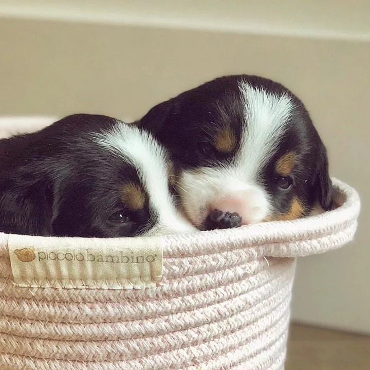 Entlebucher mountain Dog Puppies