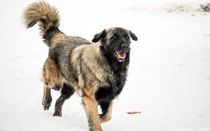 Estrela Mountain Dog Breed.