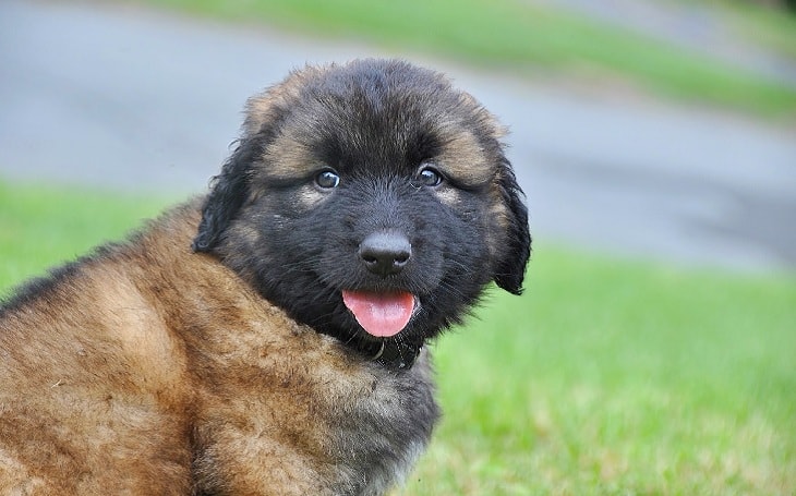 An Estrela Mountain puppy.