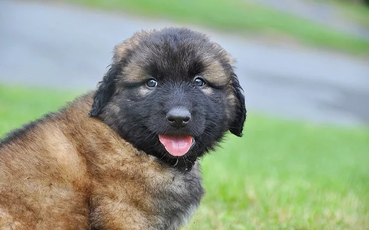 An Estrela Mountain puppy.