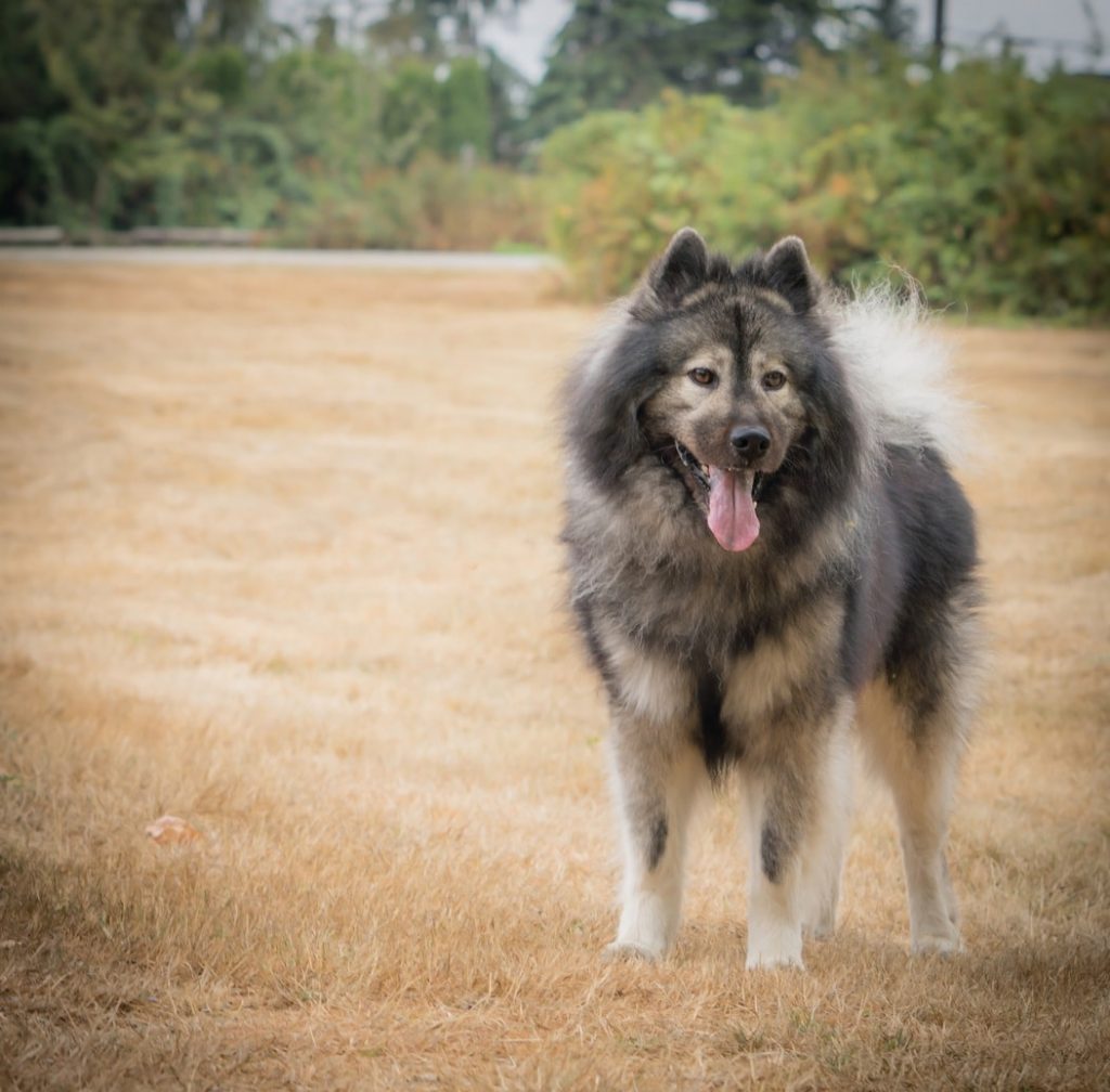 Eurasier Dog Breed – Origin, Behavior, Trainability, Facts, Puppy 