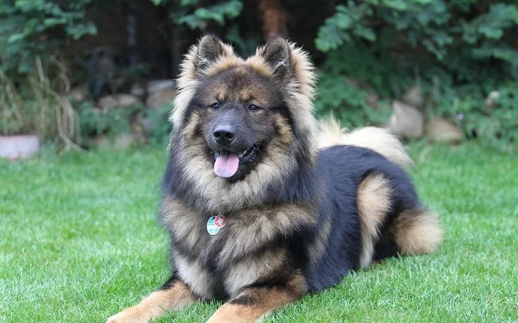 A black and tan Eurasier dog.