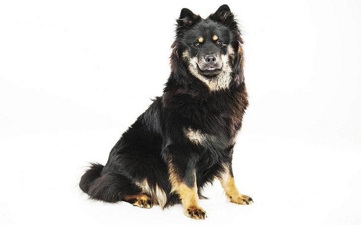 An black and tan Eurasier dog.