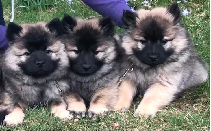 developmental stages of Eurasier puppies