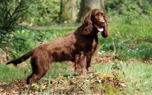 facts of Field Spaniel dog