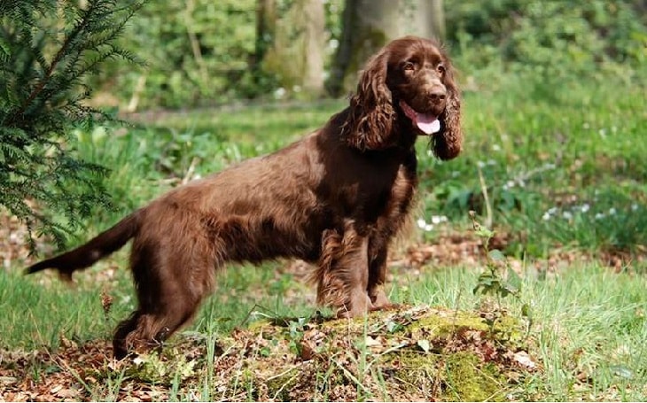 field spaniel