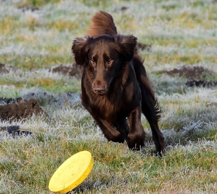 Flat-Coated Retriever Playing.