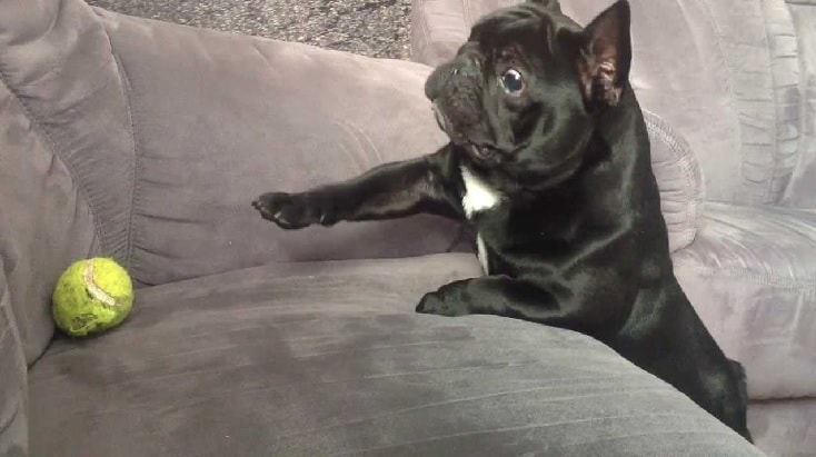 French Bulldog Trying To Play Ball. 