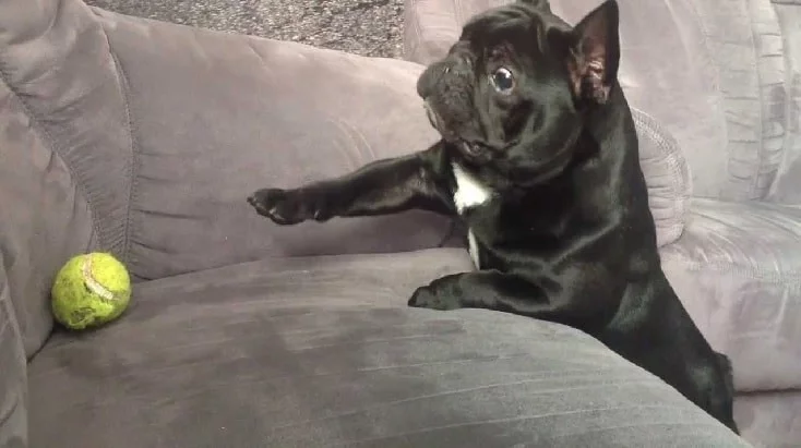 French Bulldog Trying To Play Ball.