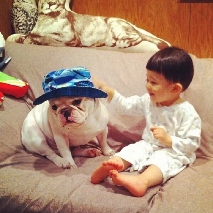 French Bulldog Loves Spending Time With Children.