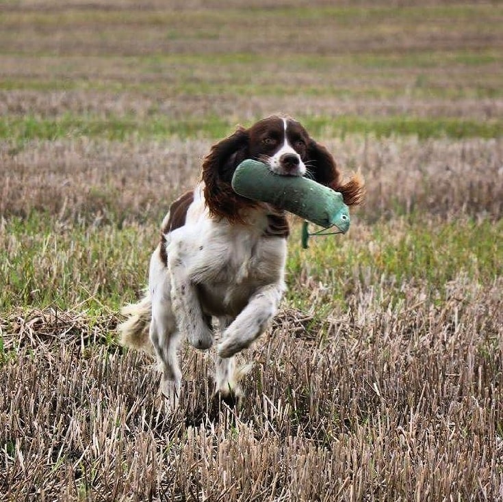 French Spaniel playing fetch games. 