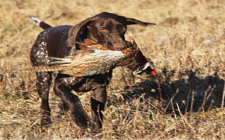 are german wirehaired pointer good with kids