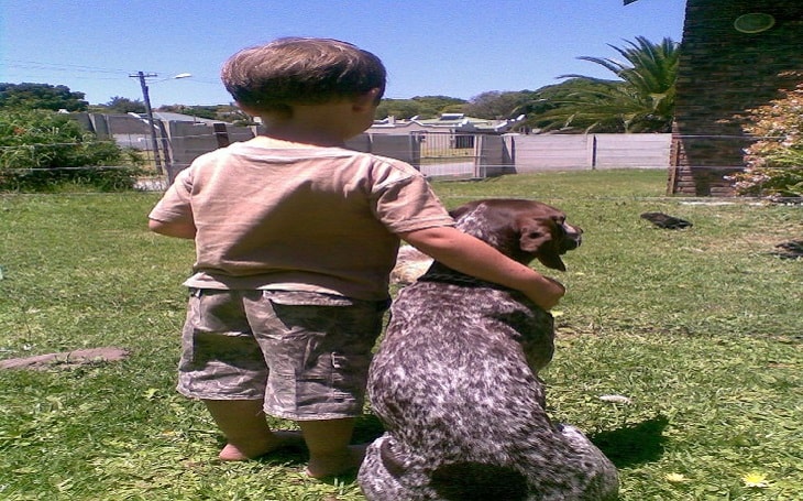 facts of German Shorthaired pointer dogs