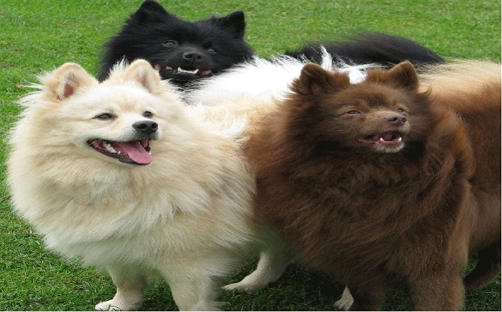 what is the breed of german spitz