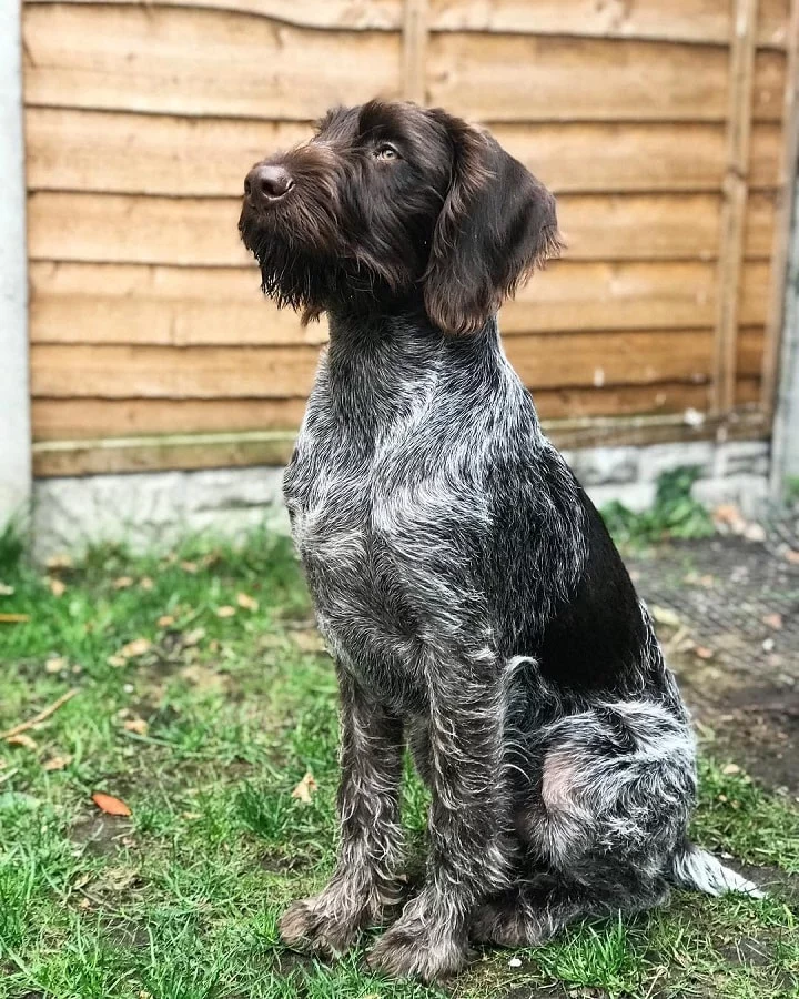 German Wirehaired Pointer which is similar to Otterhound