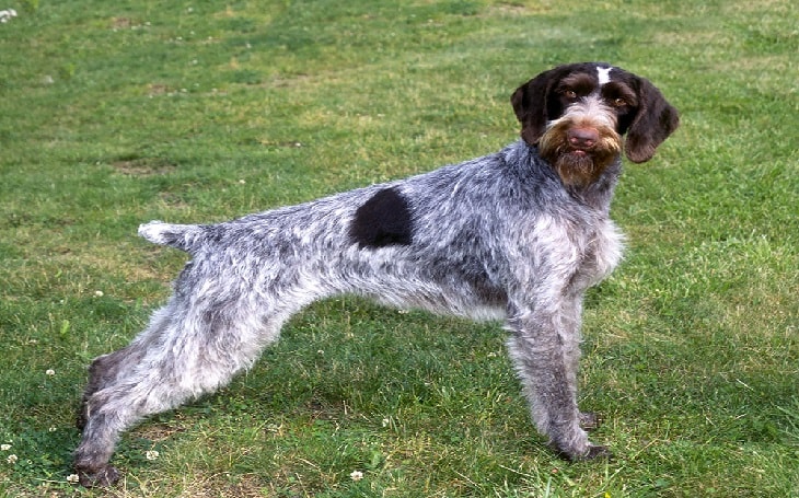 German wirehaired pointer clearance cost