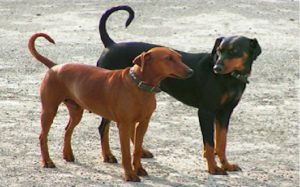 facts of German Spinscher dogs