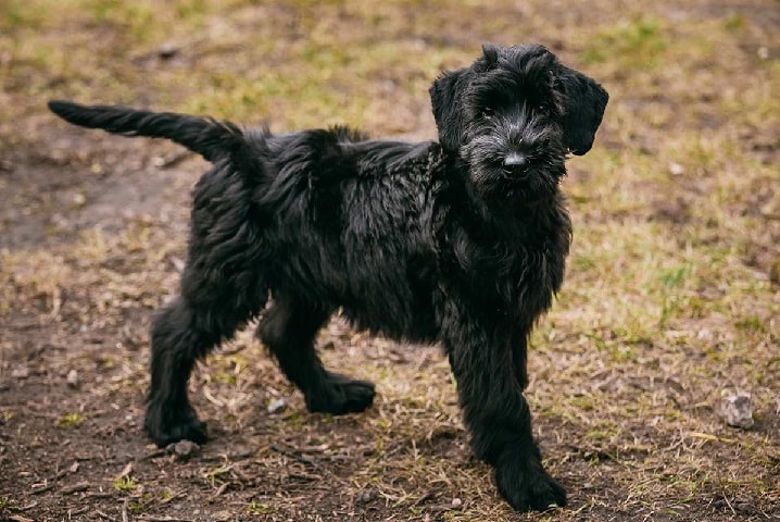 Giant Schnauzer puppy