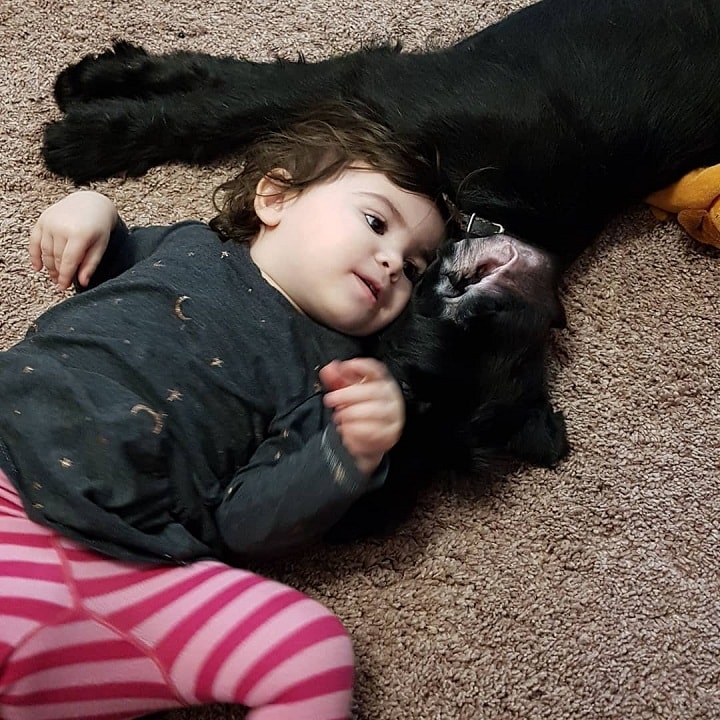 Giant Schnauzer With a child