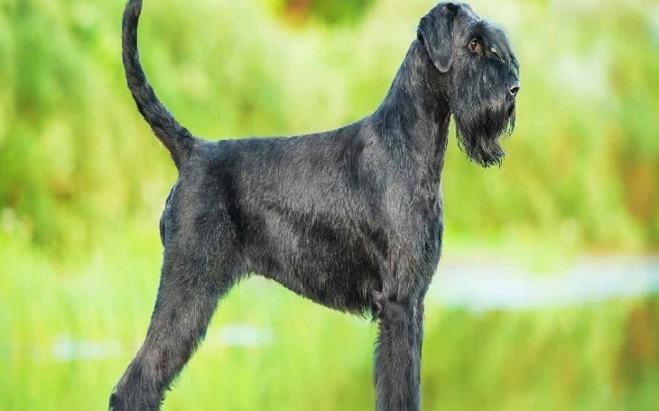 Giant Schnauzer History, Behavior and Cost