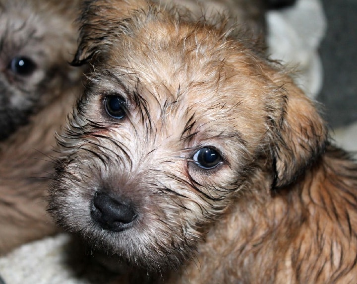 Glen of Imaal Terrier puppy Cost